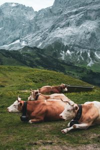 cows with cowbells in the Alps