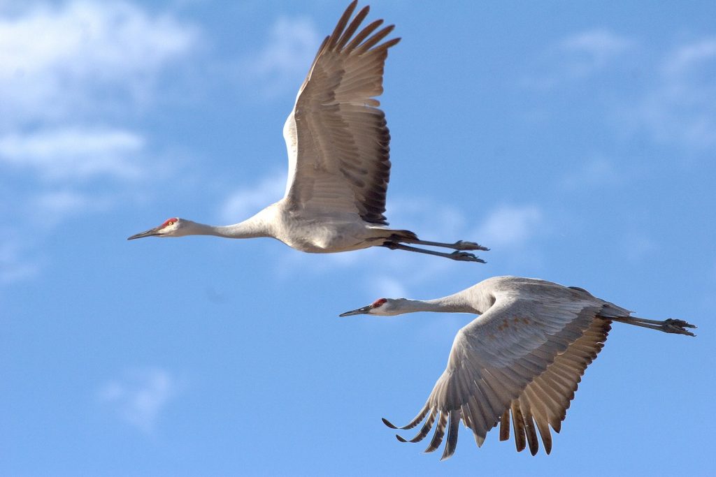 Sandhill cranes on the wing.